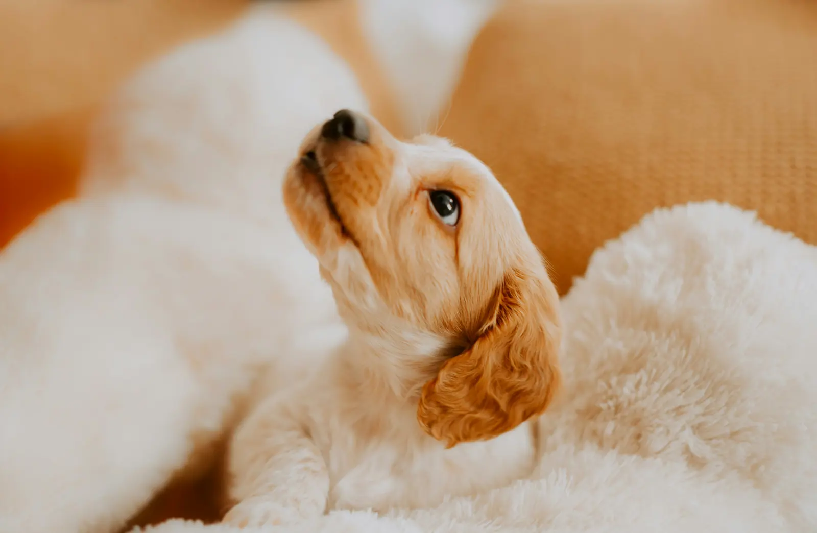 Puppy Introduction Grooms service image
