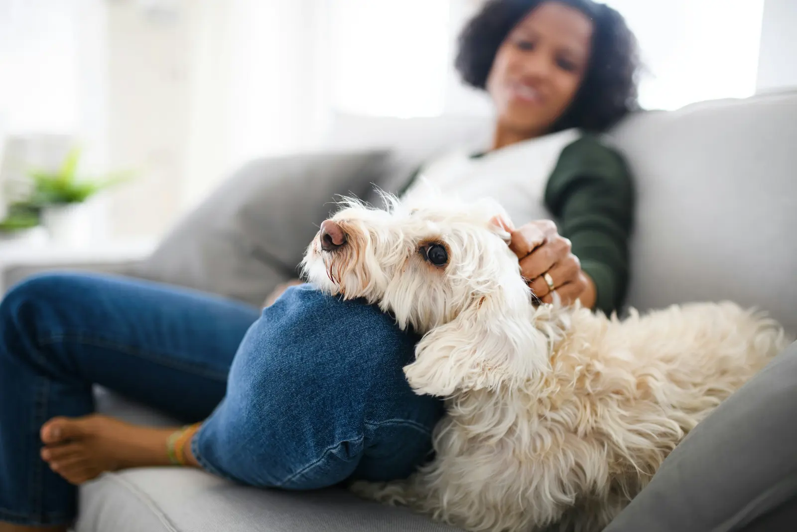 Pet Sitting website suitability illustration