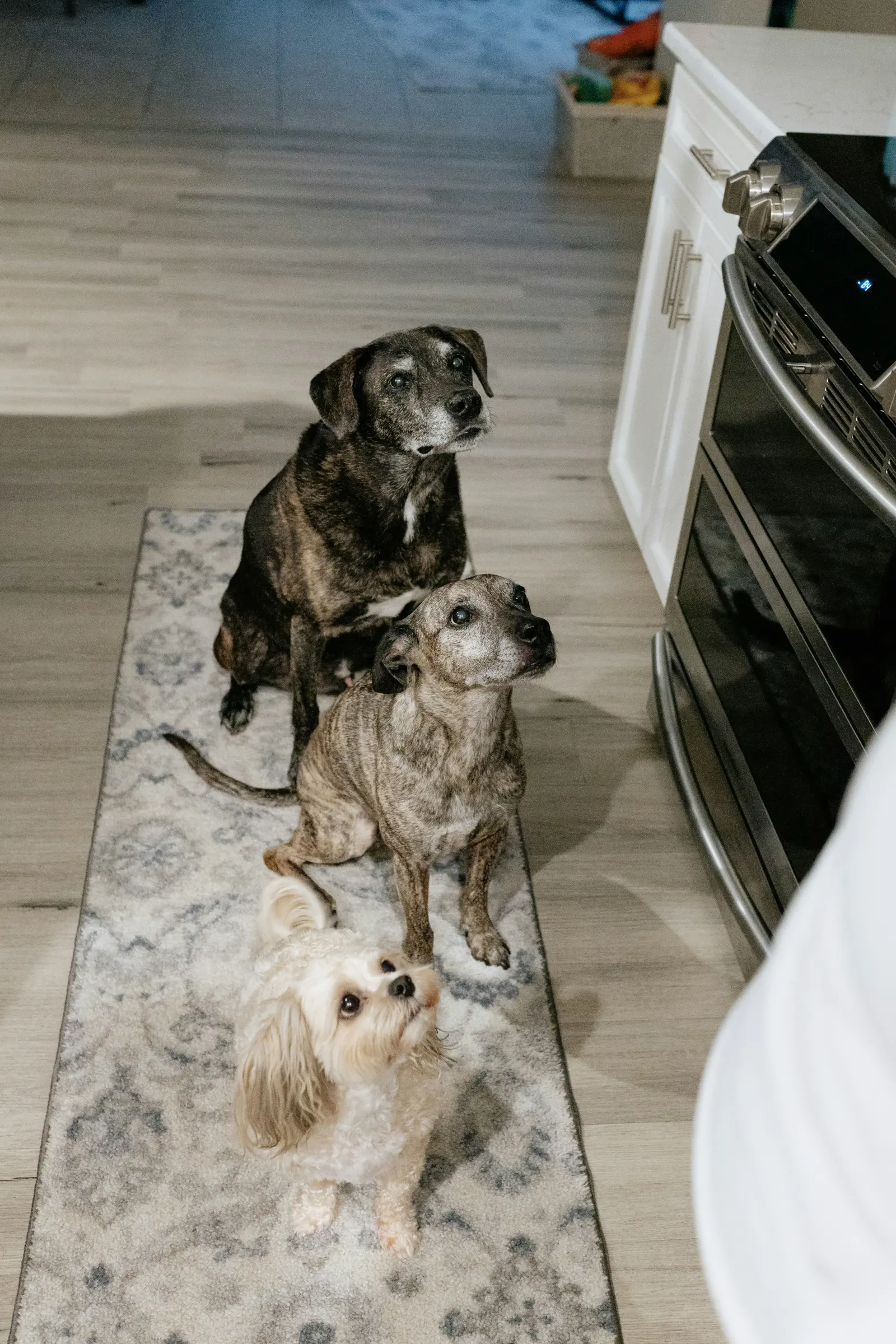 Pet Sitting website image