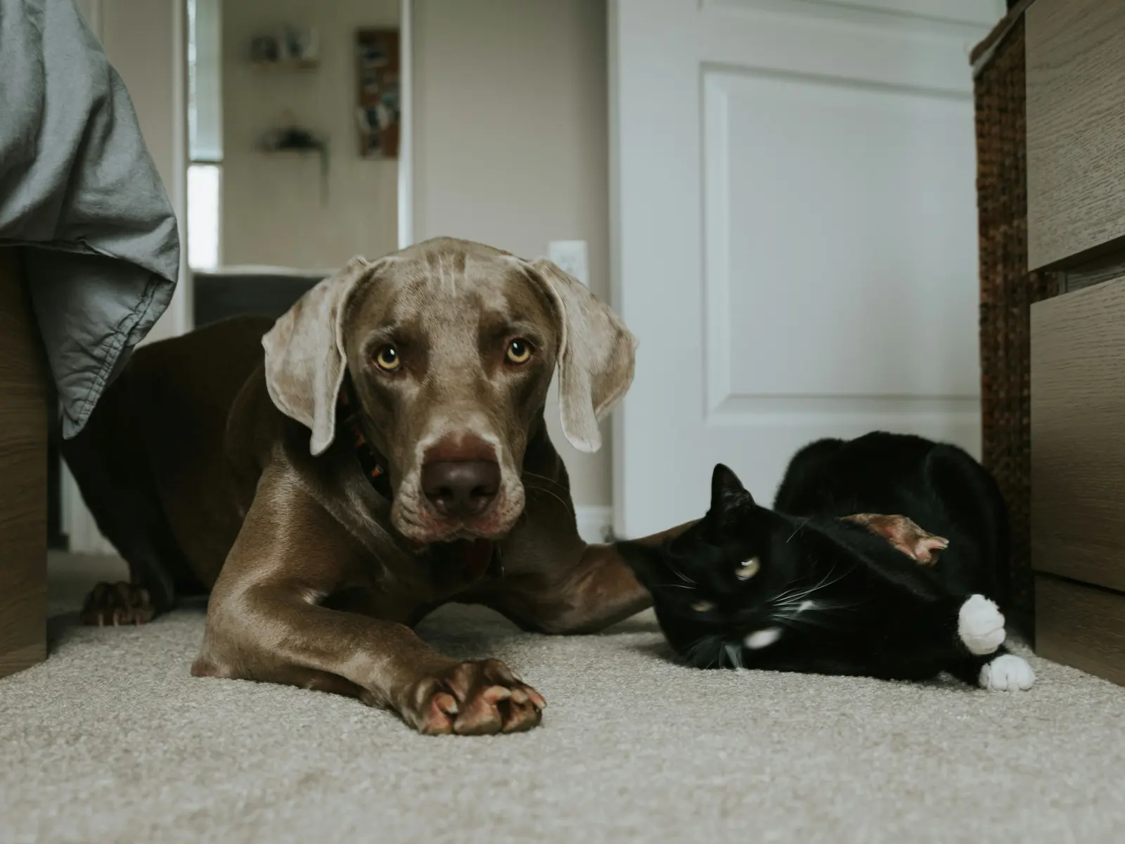 Overnight Pet Sitting service image