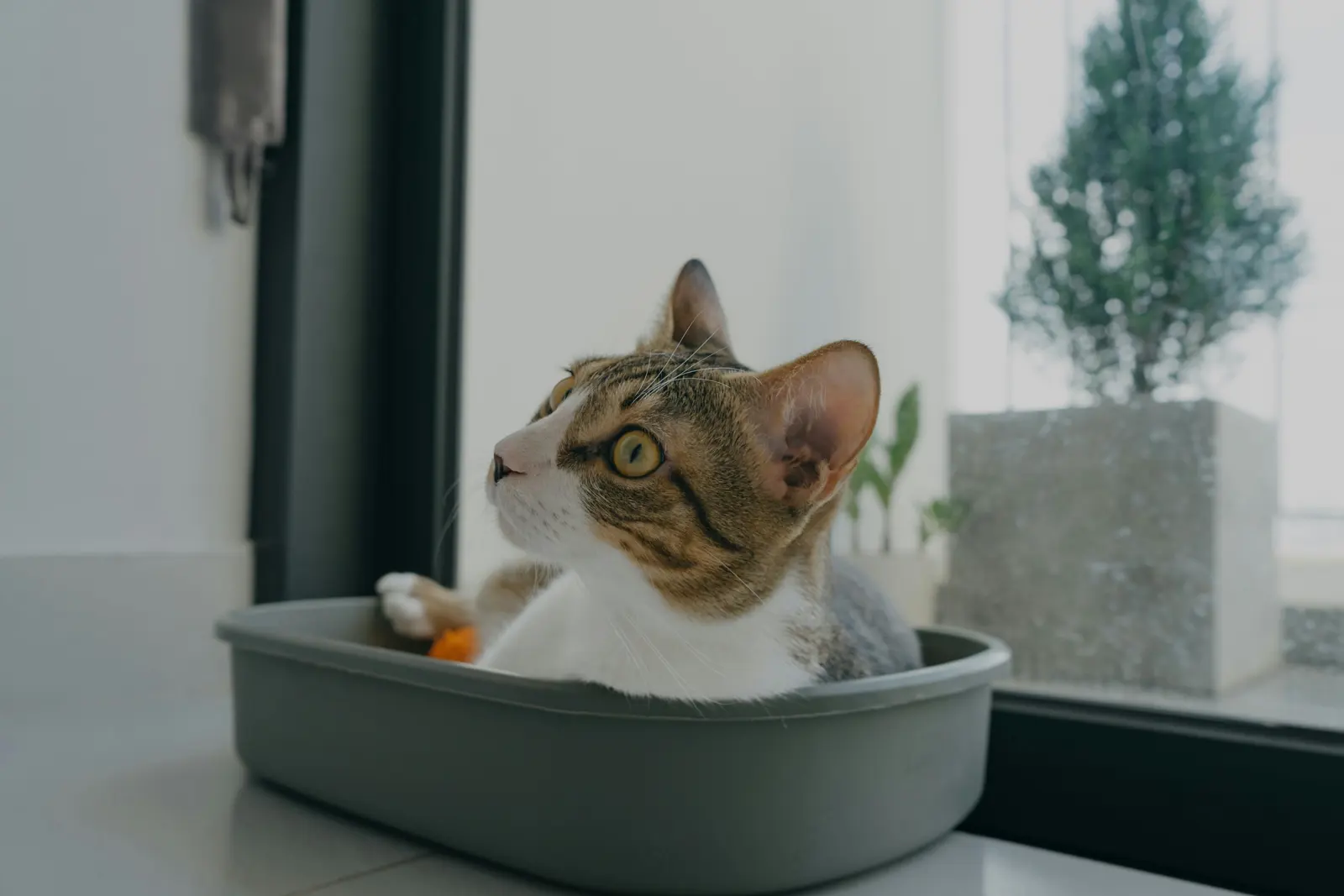 Cat-Sitting Visits service image