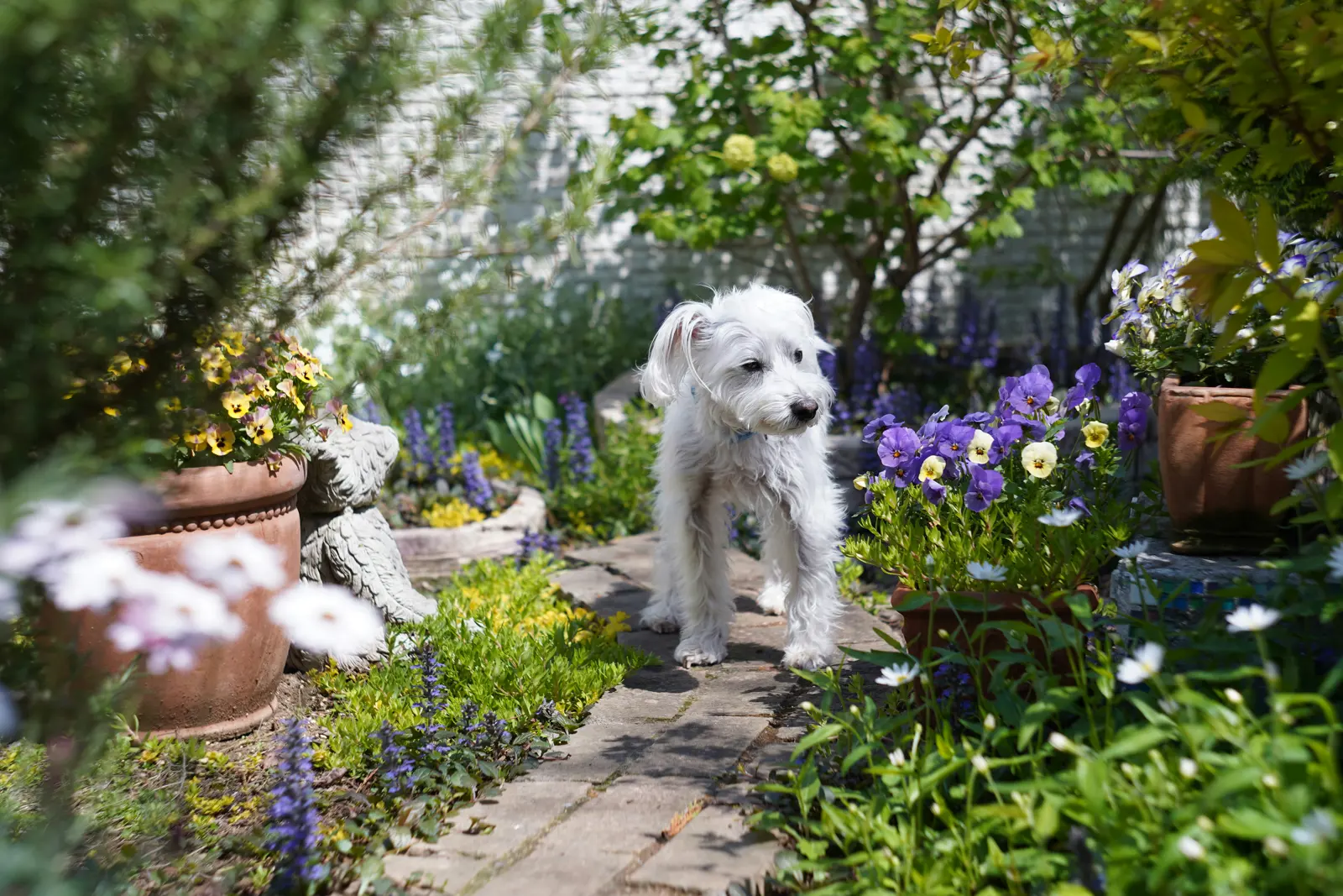 Dog-Sitting Visits service image