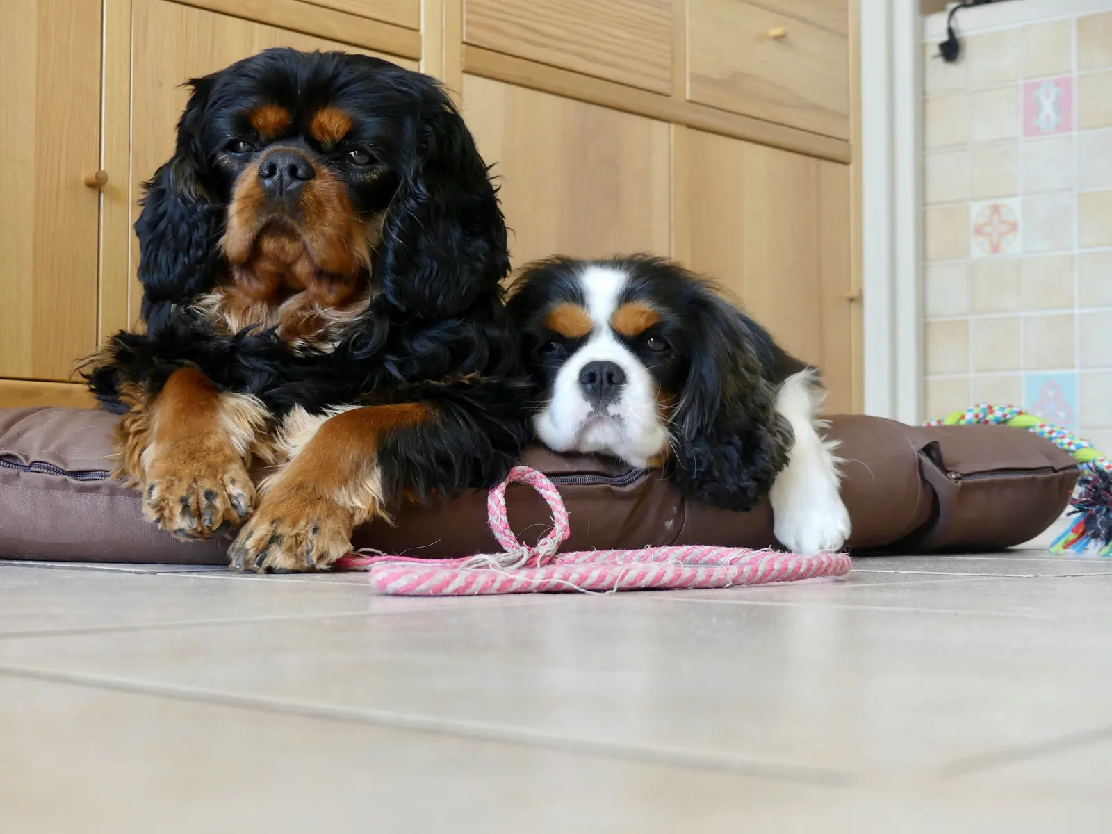 Multi-Pet Household Visits service image