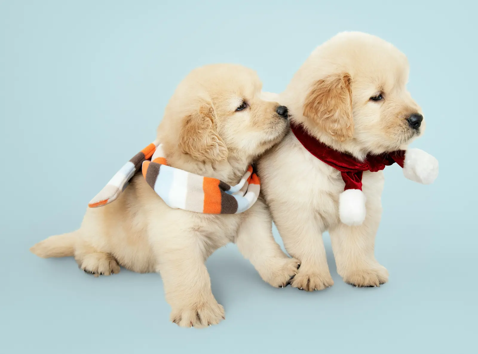 Puppy Visits service image