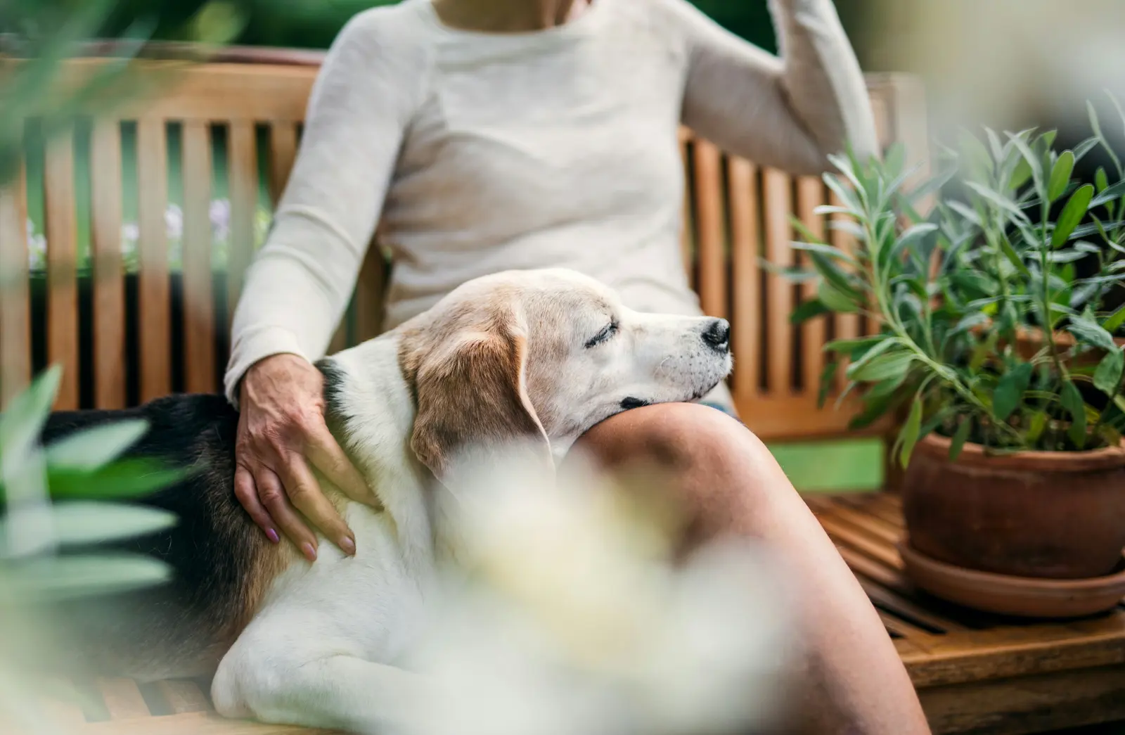 Senior Pet Visits service image