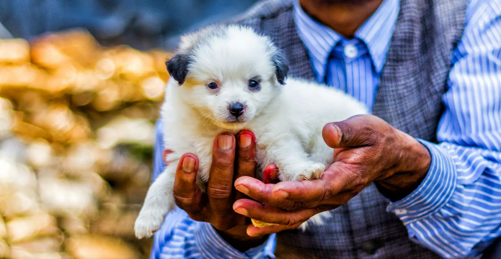 Small-Animal Care service image